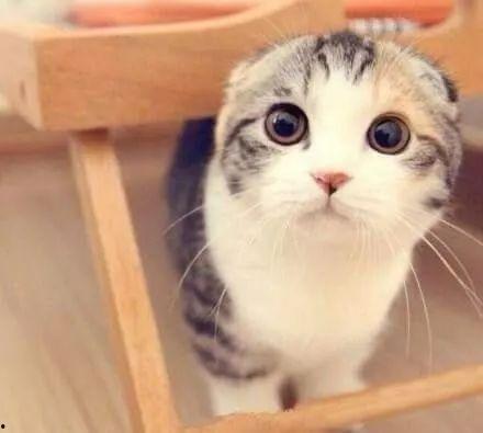 娱乐吃瓜酱折耳猫,揭秘折耳猫的神秘魅力与争议  第3张