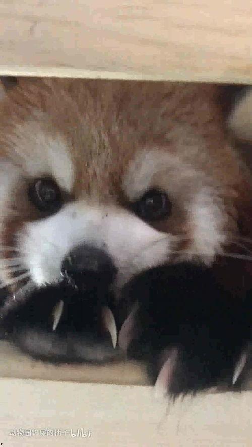 娱乐吃瓜酱小动物视频大全,趣味十足!小动物吃瓜视频大盘点 第3张 娱乐吃瓜酱小动物视频大全,趣味十足!小动物吃瓜视频大盘点 第3张