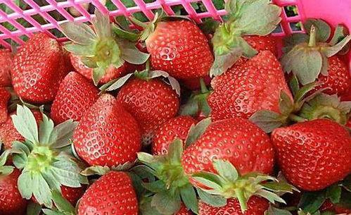 娱乐吃瓜酱草莓,揭秘明星幕后故事 第2张 娱乐吃瓜酱草莓,揭秘明星幕后故事 第2张